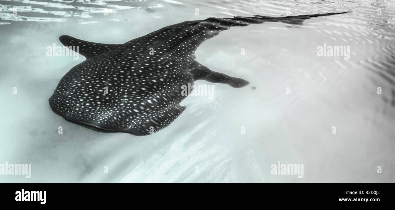 Baja Halbinsel, Meer von Cortez, Golf von Kalifornien. Künstlerische geschossen von einem Walhai. Stockfoto