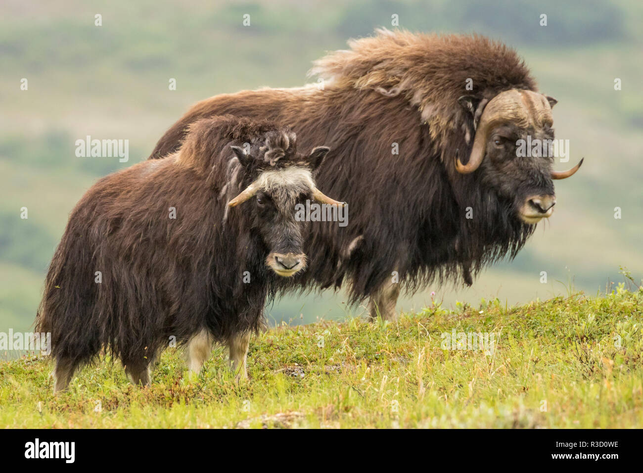 USA, Alaska, Nome. Moschusochse nach Rind und Kalb Stockfotografie - Alamy