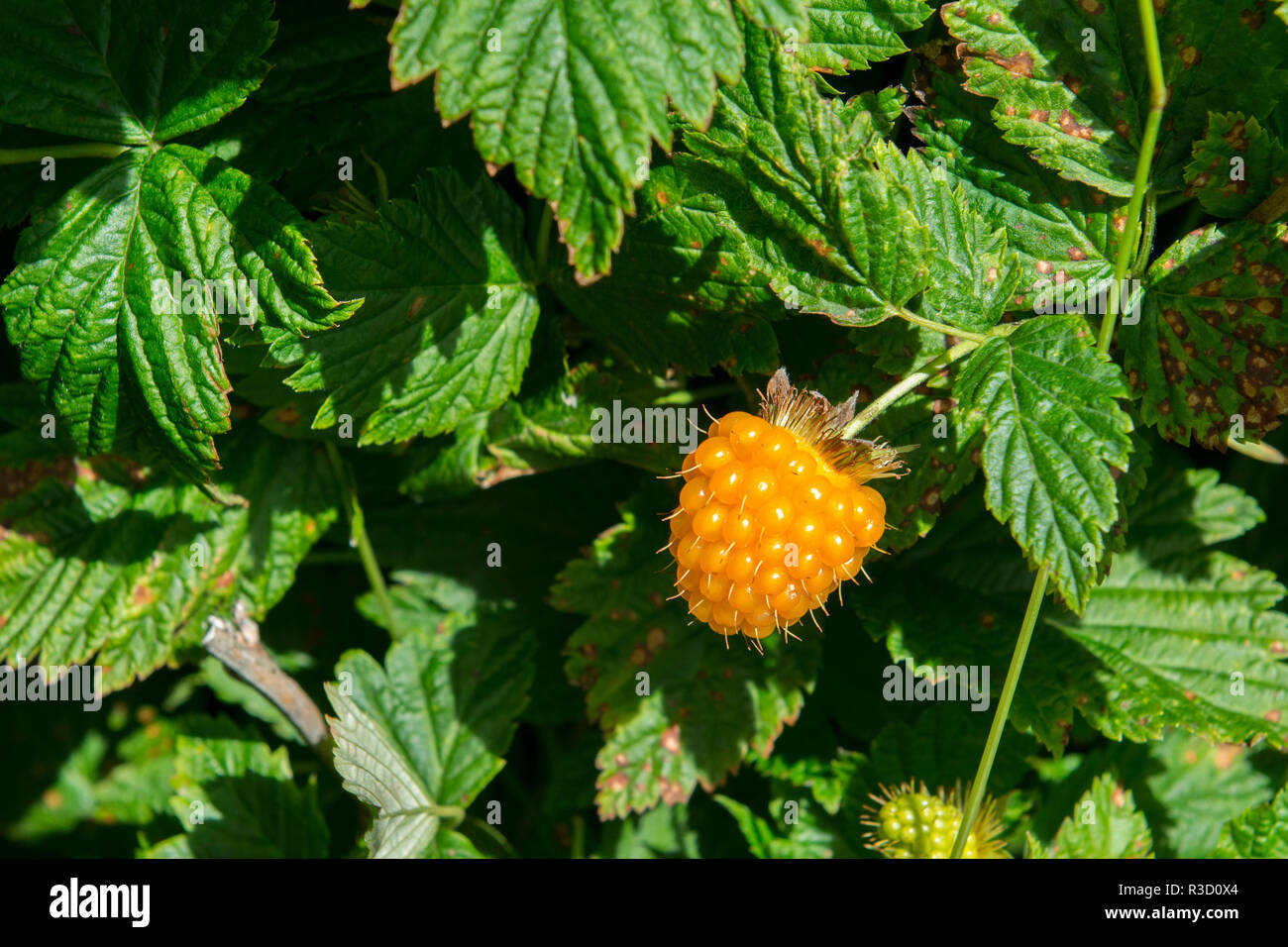 Alaska. Wild golden salmonberries (Rubus californica) Stockfoto