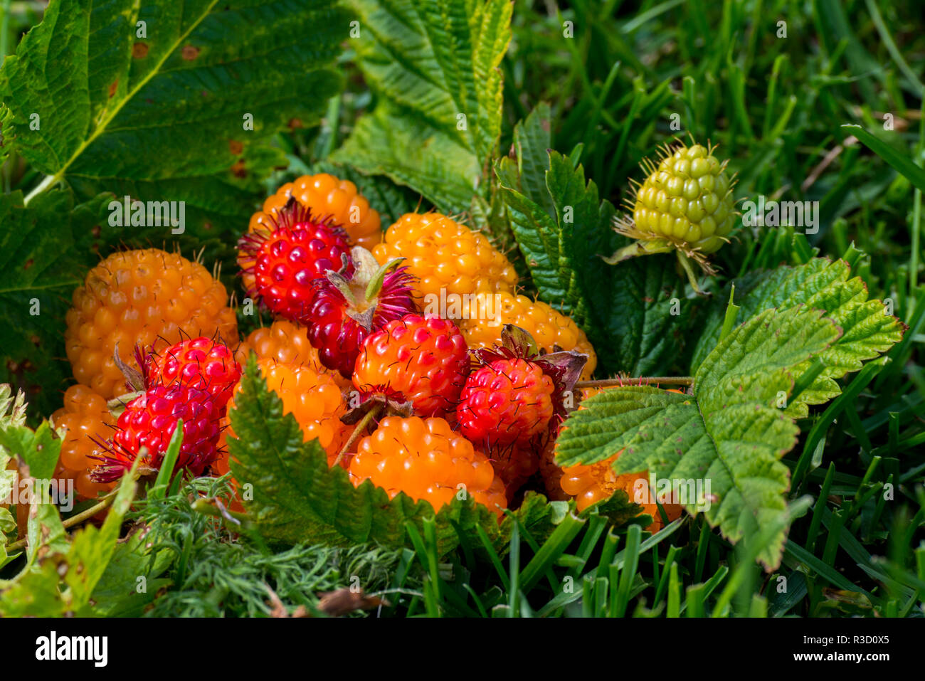 Alaska. Wilden goldenen und roten salmonberries (Rubus californica) Stockfoto