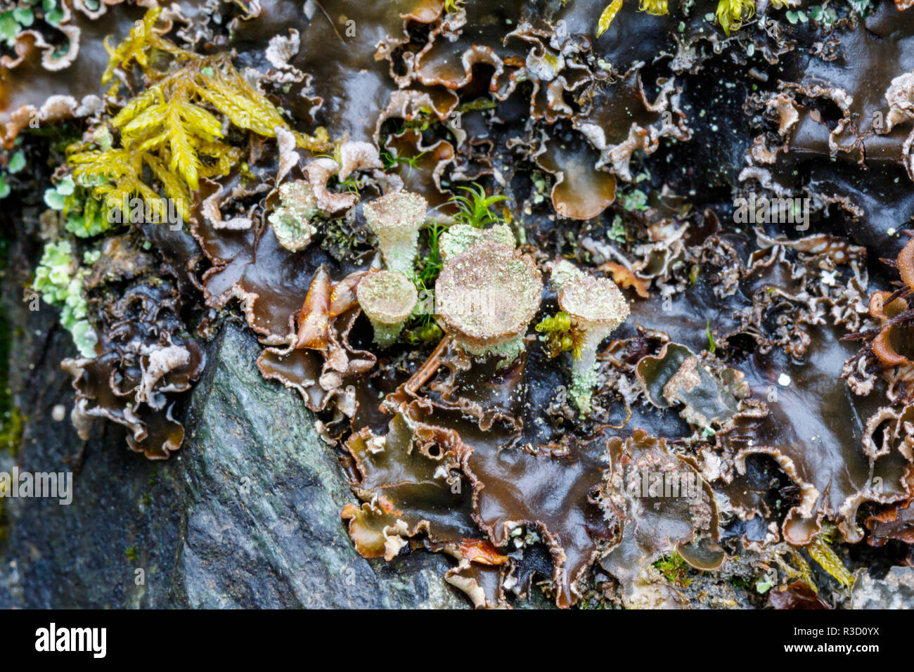 USA, Alaska. Nahaufnahme einer Vielzahl von Flechten auf einem Felsblock in Southcentral Alaska. Stockfoto