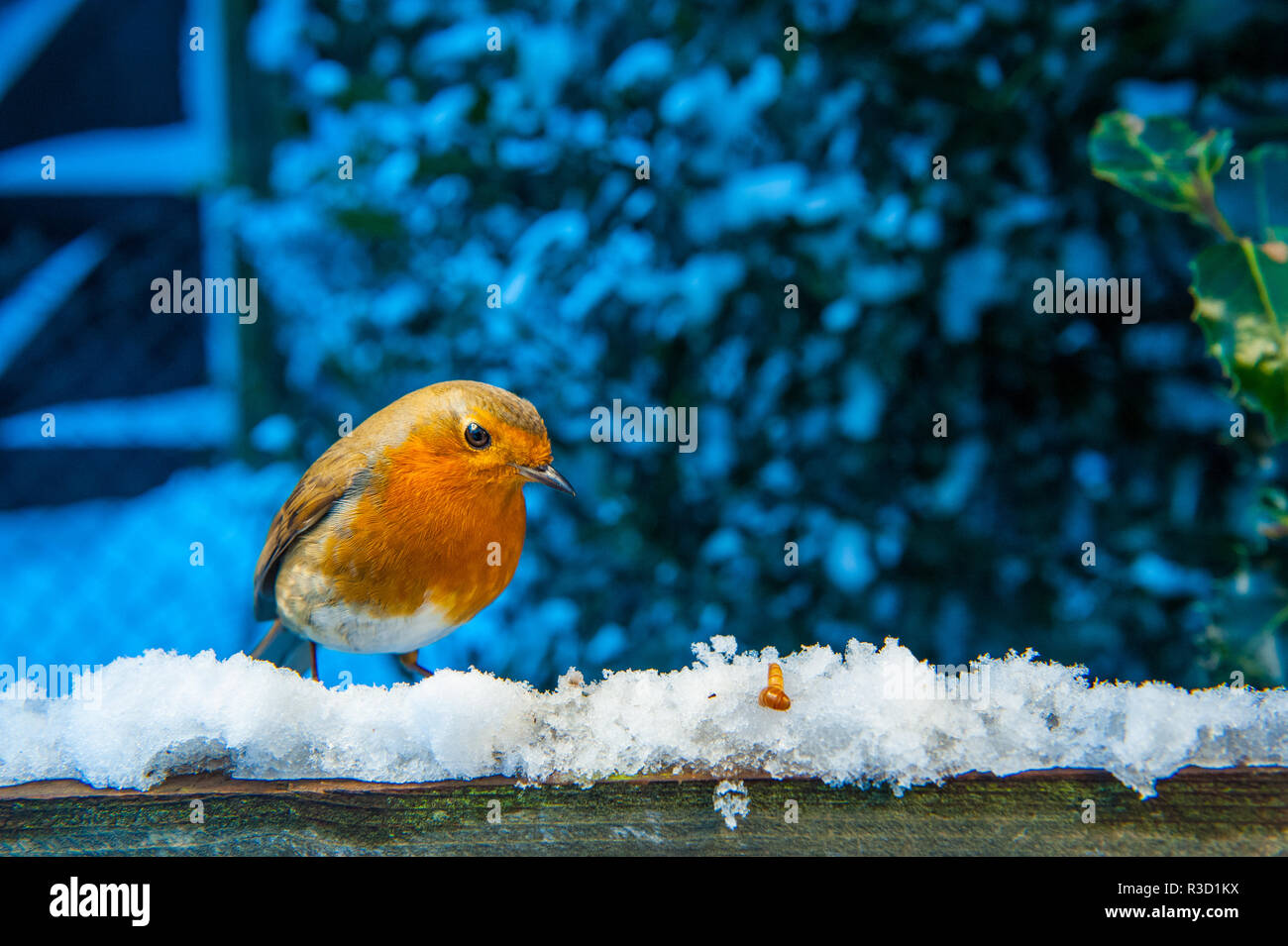 Robin Fütterung im Schnee Stockfoto