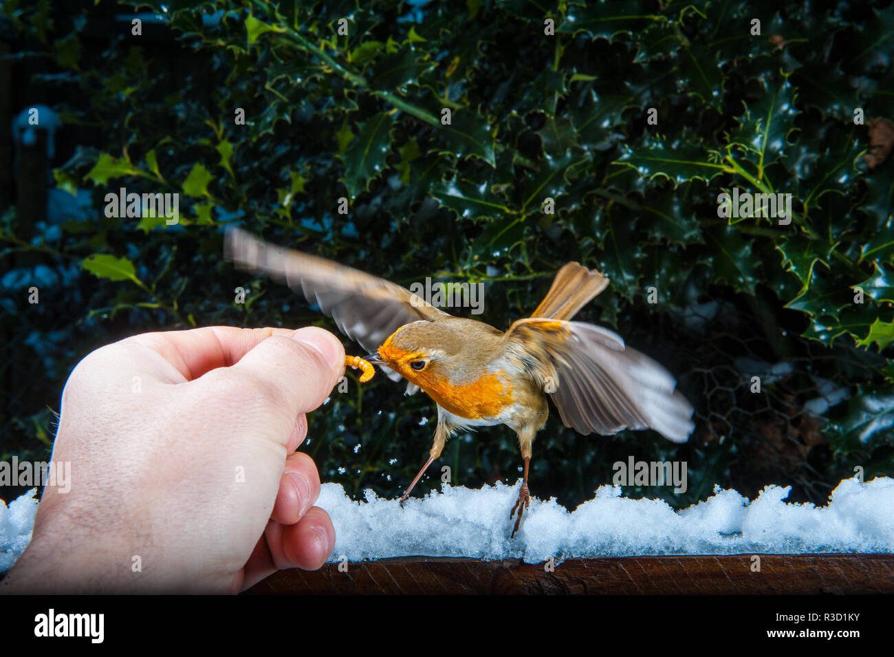Robin Hand Feeding im Schnee Stockfoto