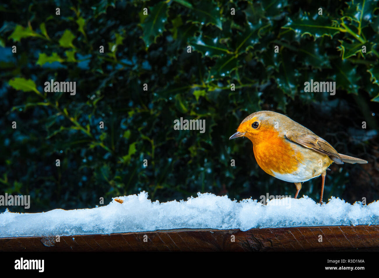 Robin Fütterung im Schnee Stockfoto