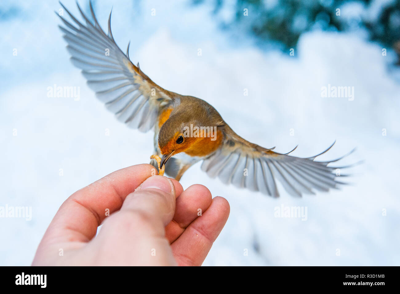 Robin im Flug Hand Feeding im Schnee Stockfoto