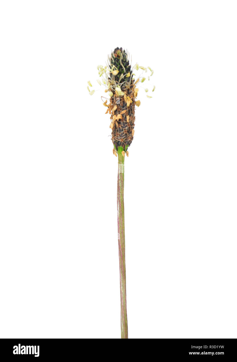 Wegerich (Plantago Lanceolata) Stockfoto