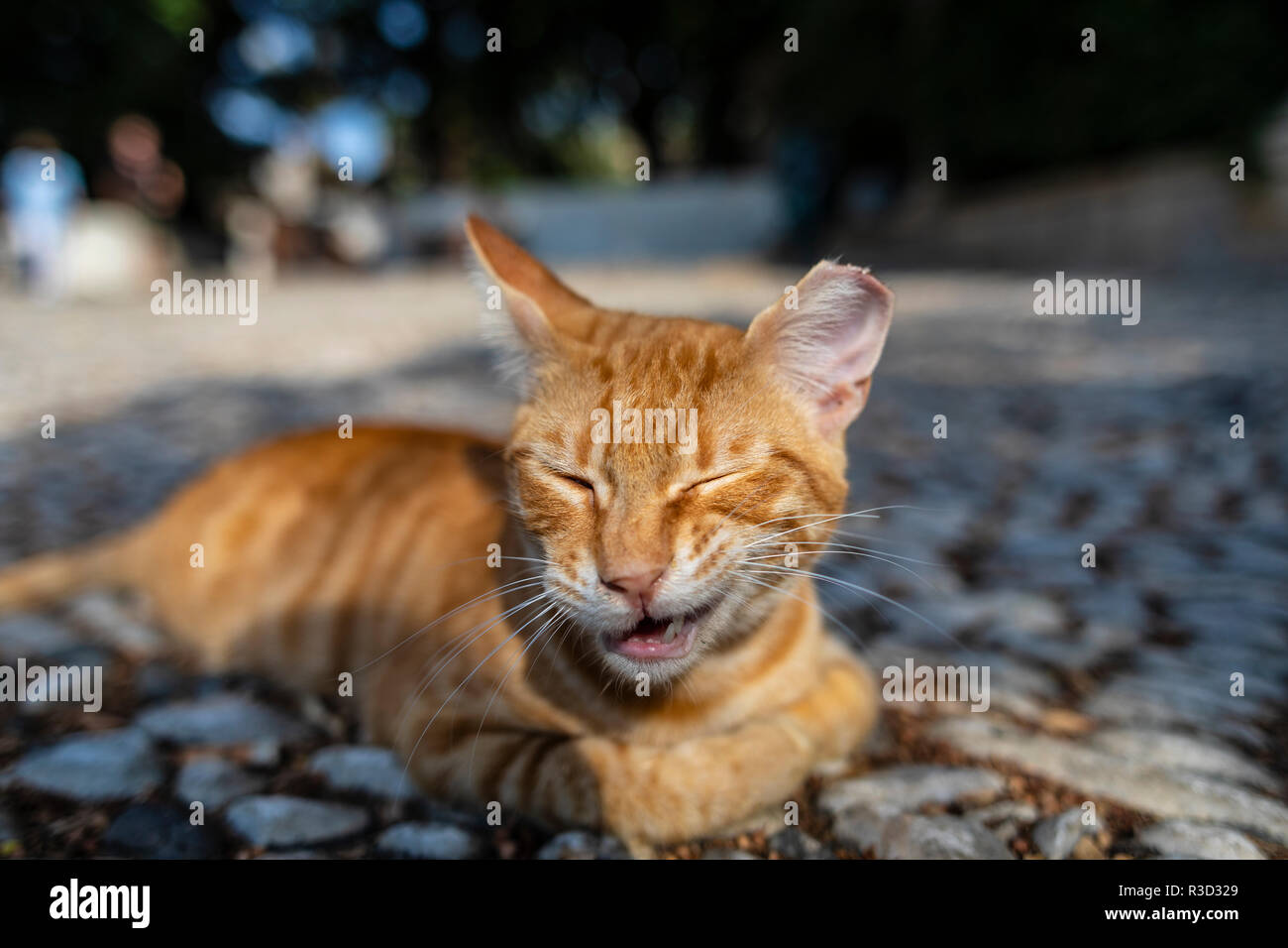 Aufnahme eines wilden Straße ginger Cat ein lustiges Gesicht, während die Festlegung auf Pflaster. Stockfoto