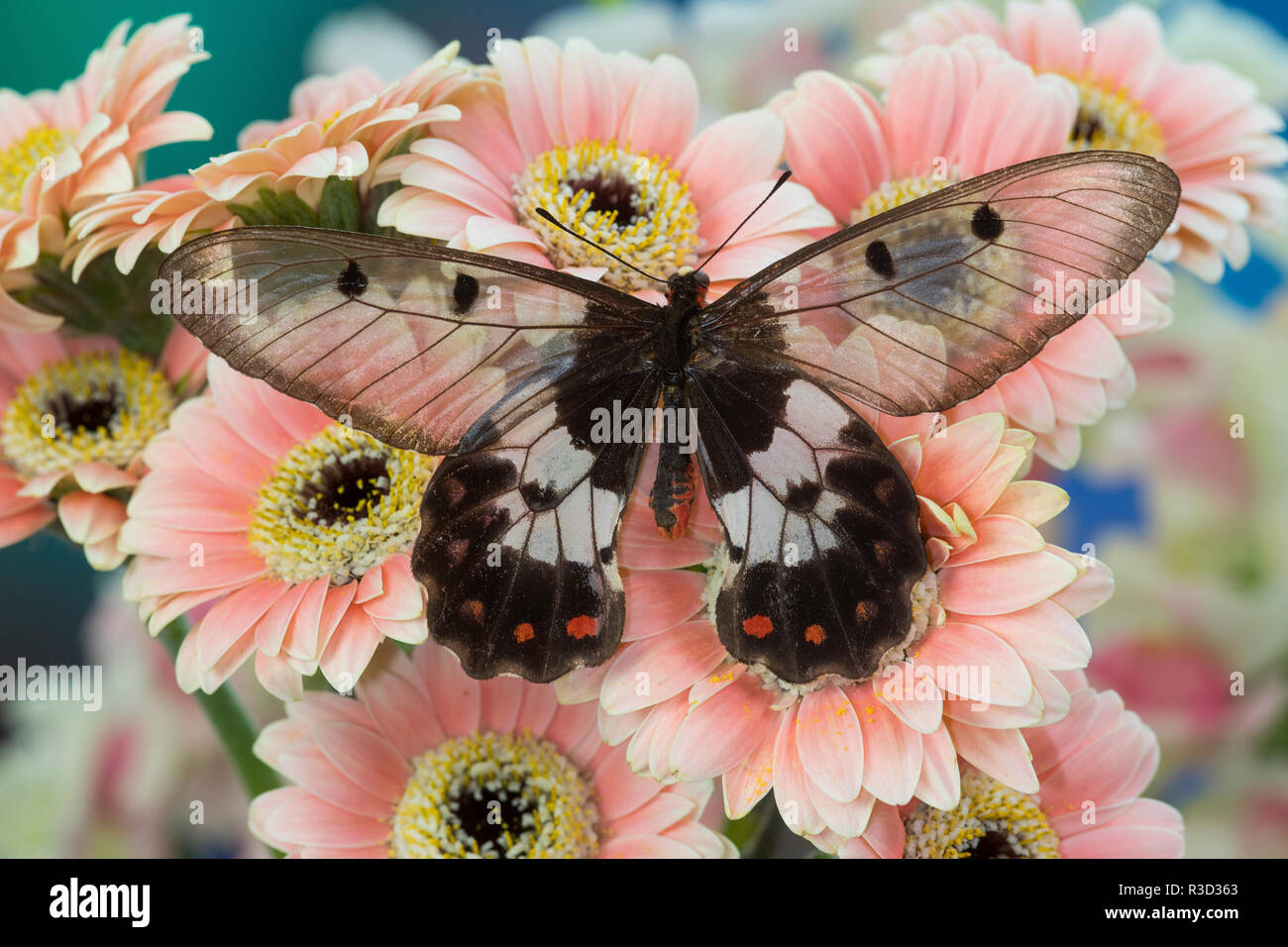 Die clearwing Schwalbenschwanz Schmetterling, Cressida Cressida auf rosa Gerber Daisy Stockfoto