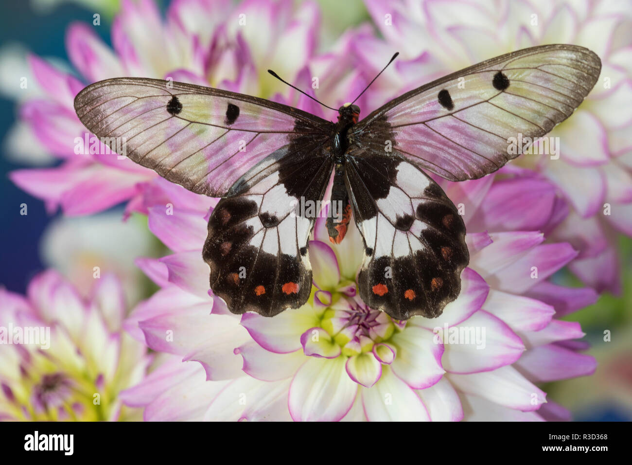 Die clearwing Schwalbenschwanz Schmetterling, Cressida Cressida auf Rosa und Weiße Dahlie Stockfoto