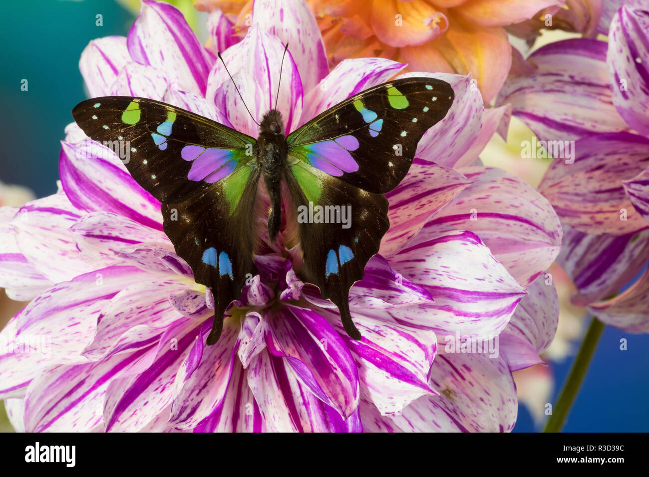 Schmetterling Schmetterling weiski, die Lila gefleckte Schwalbenschwanz auf Dahlia Blumen Stockfoto