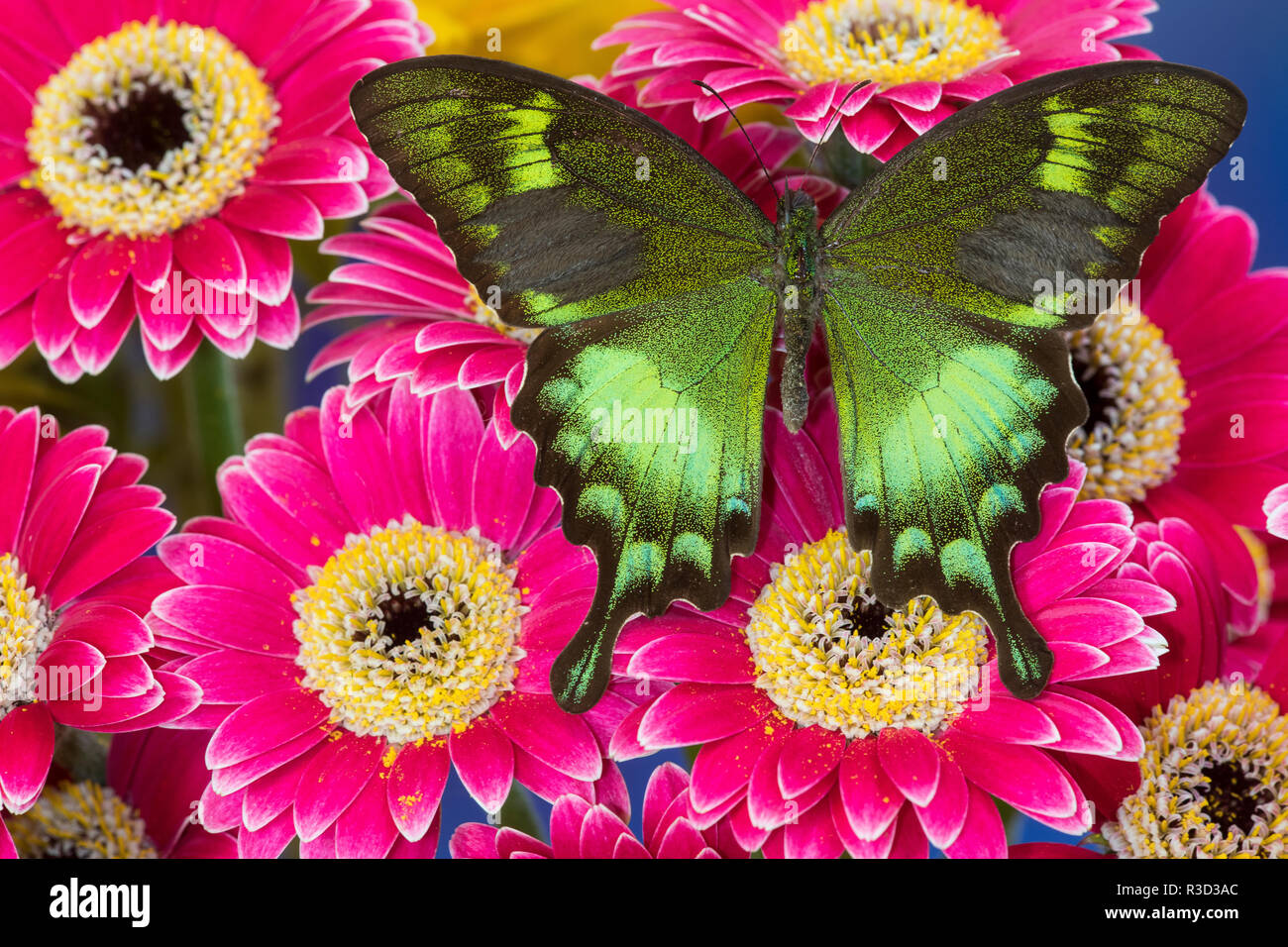 Die grüne Schwalbenschwanz Schmetterling, Papilio neumogeni auf Gerber Daisies Stockfoto