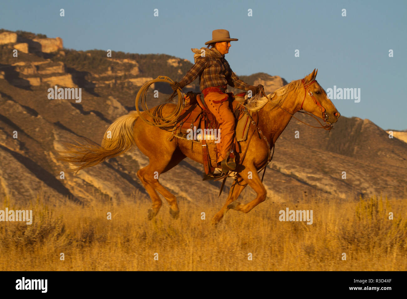 Usa, Wyoming, Shell, das Versteck Ranch, Cowgirl, galoppierendes Pferd in goldenem Licht (MR, PR) Stockfoto