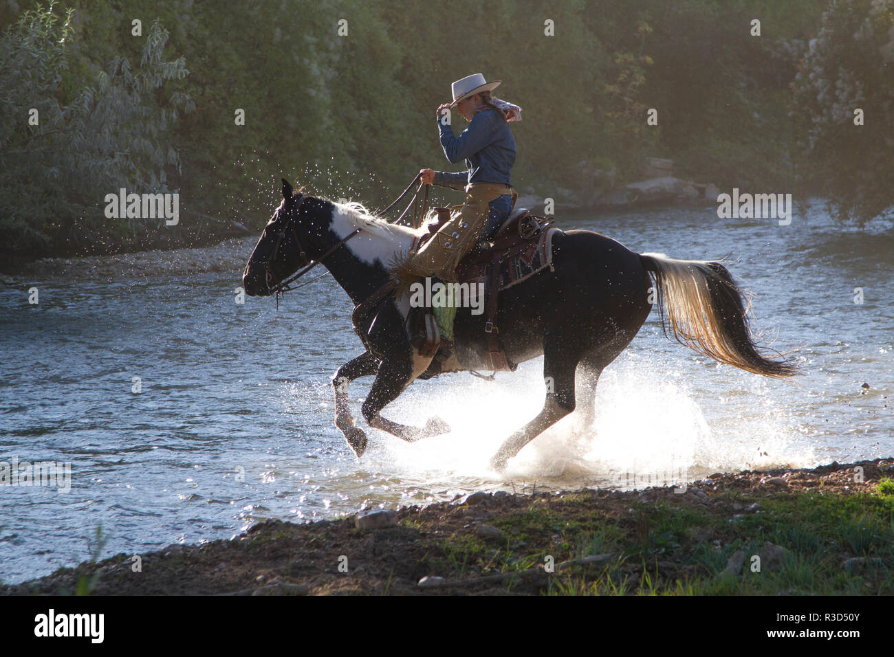 Usa, Wyoming, Shell, das Versteck Ranch, ein Cowgirl Überquerung des Flusses auf dem Pferd (MR, PR) Stockfoto