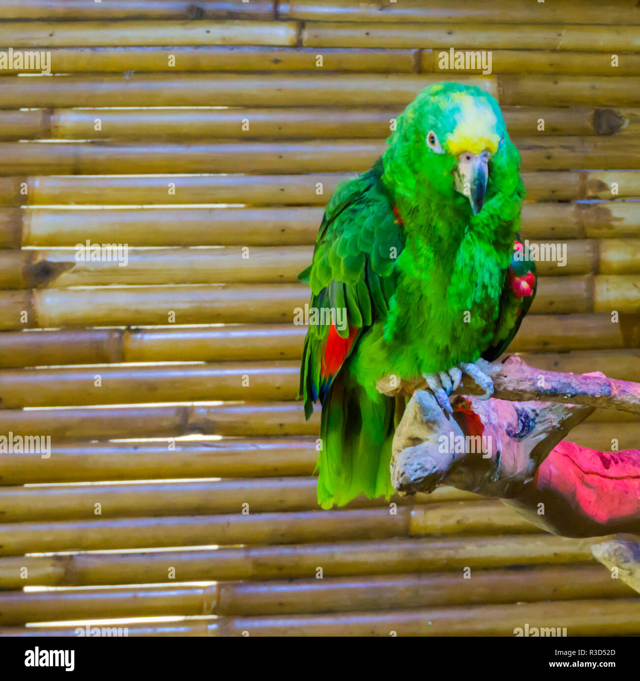 Lebendige Grün und bunt Gelb naped Amazon Parrot eine Nahaufnahme Tier  portrait einer gefährdeten Vogel Stockfotografie - Alamy