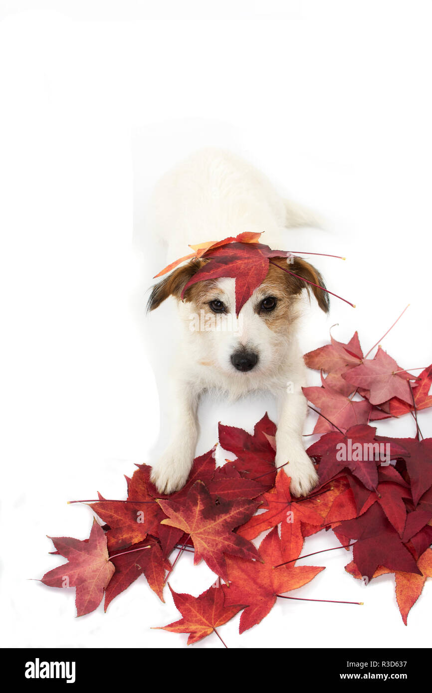 Süße JACK RUSSELL HUND SPIELEN MIT ROT bunte Blätter im Herbst. Isoliert gegen den weißen Hintergrund. Hohe Blickwinkel betrachten. Stockfoto