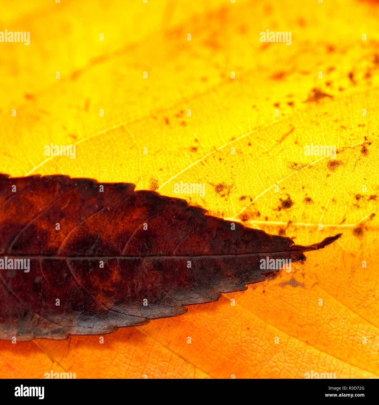 Herbstlaub, Nahaufnahme, Makro selektiven Fokus, Stockfoto