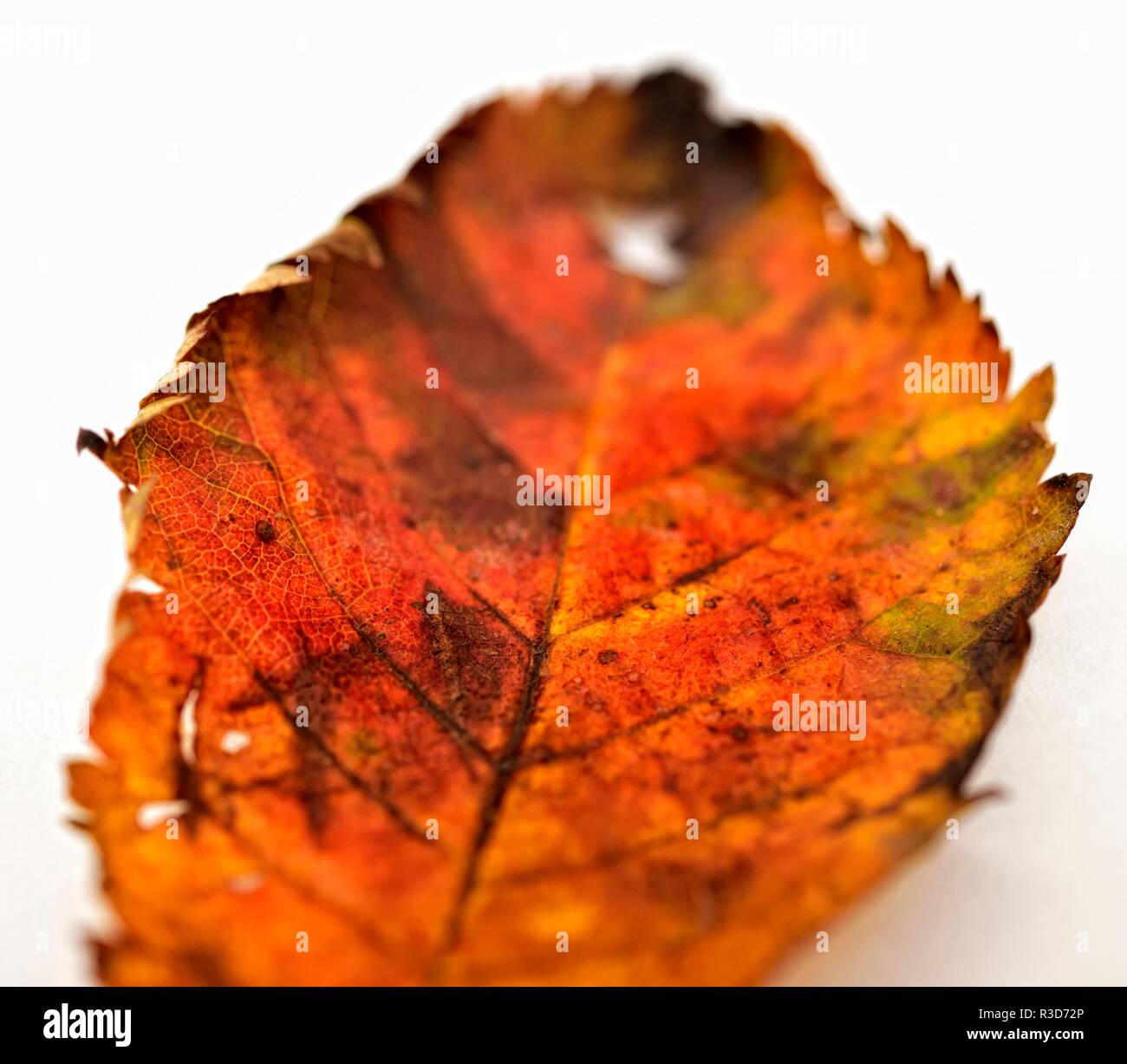 Herbst Blatt auf weißem Hintergrund Stockfoto