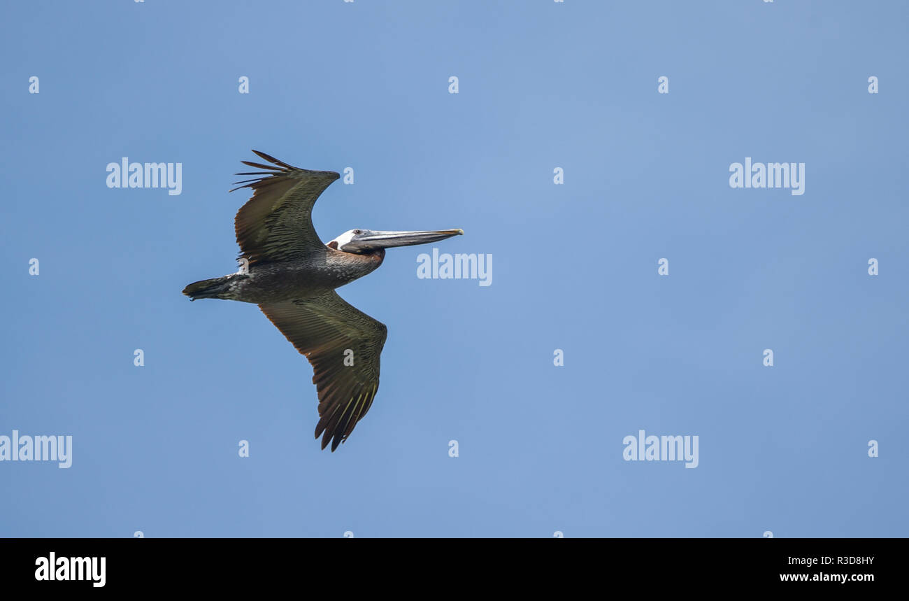 Braunpelikan (Pelecanus occidentalis) Fliegen in einer Gruppe zu Jagen Fischen.. im blauen Himmel entlang der Küstengewässer in Panama. Stockfoto