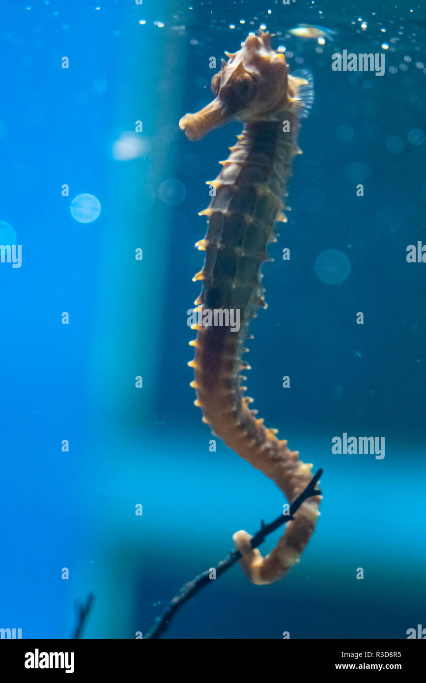 Seepferdchen Im Aquarium Stockfotografie Alamy
