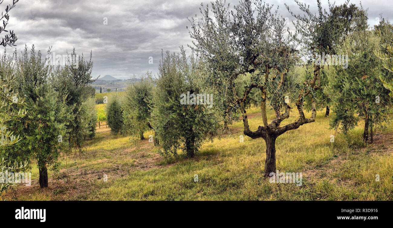 Olivenbume Garten. Mediterrane Oliven Feld zur Ernte bereit. Die  italienischen Olivenhain mit Reifen frischen Oliven. Olive Farm  Stockfotografie - Alamy