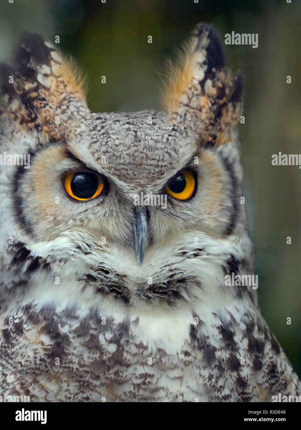 Großhornkeule Bubo virginianus Stockfoto
