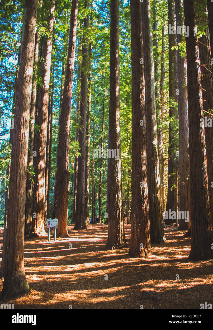 Landschaftlich reizvolle Baumwanderroute durch die Redwoods in Rotorua, Neuseeland Stockfoto