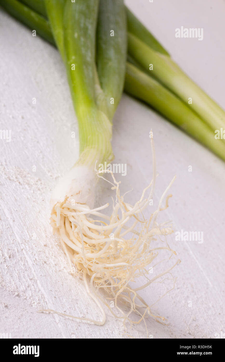 Bündel frische Frühlingszwiebeln Frühlingszwiebeln mit root Stockfoto