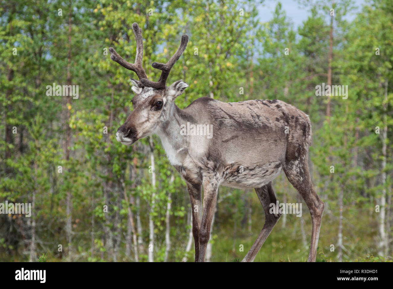 Rentier Hirsch mit außergewöhnlich lange Geweih Stockfoto