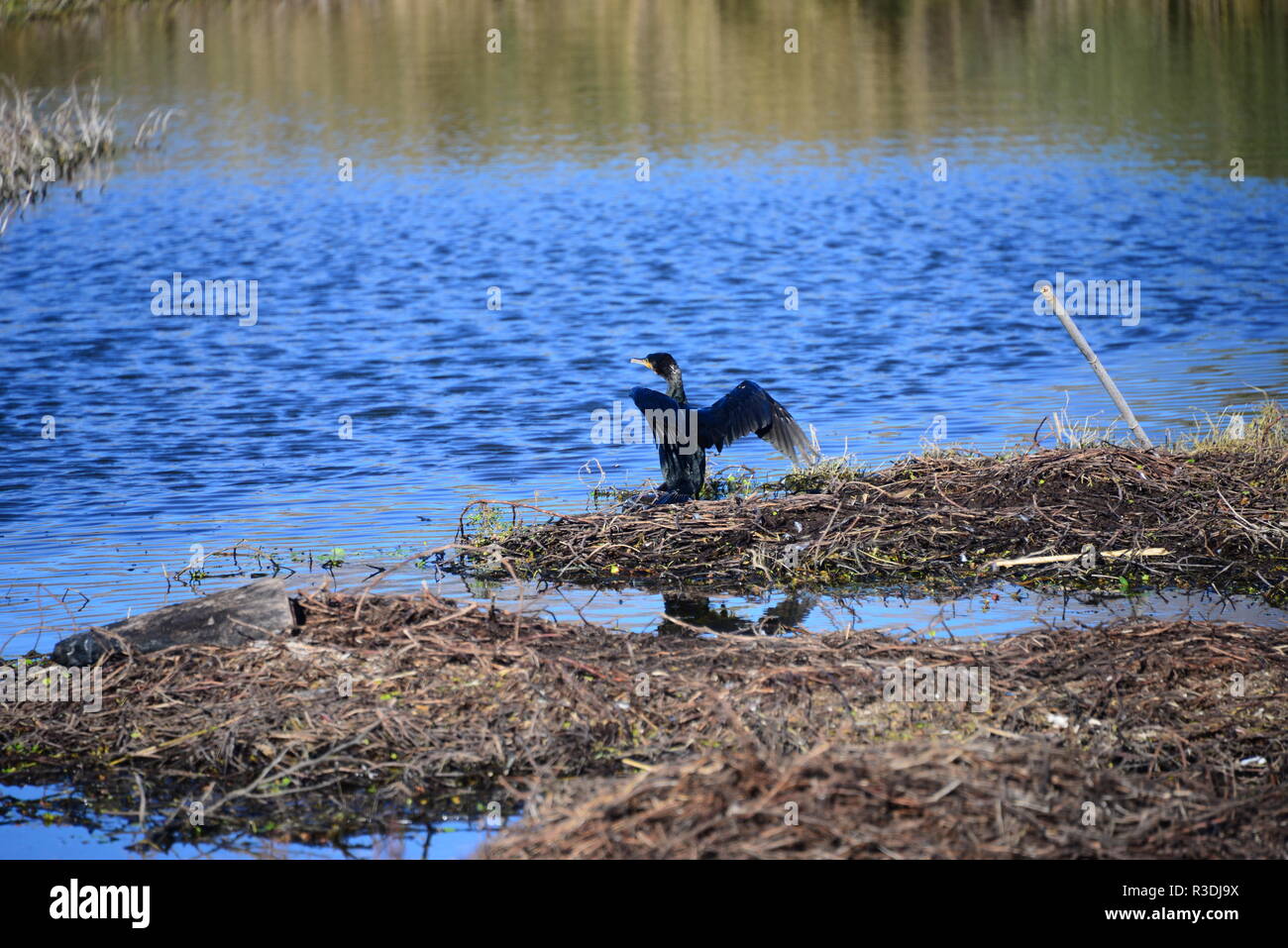 Comorane in Spanien Stockfoto