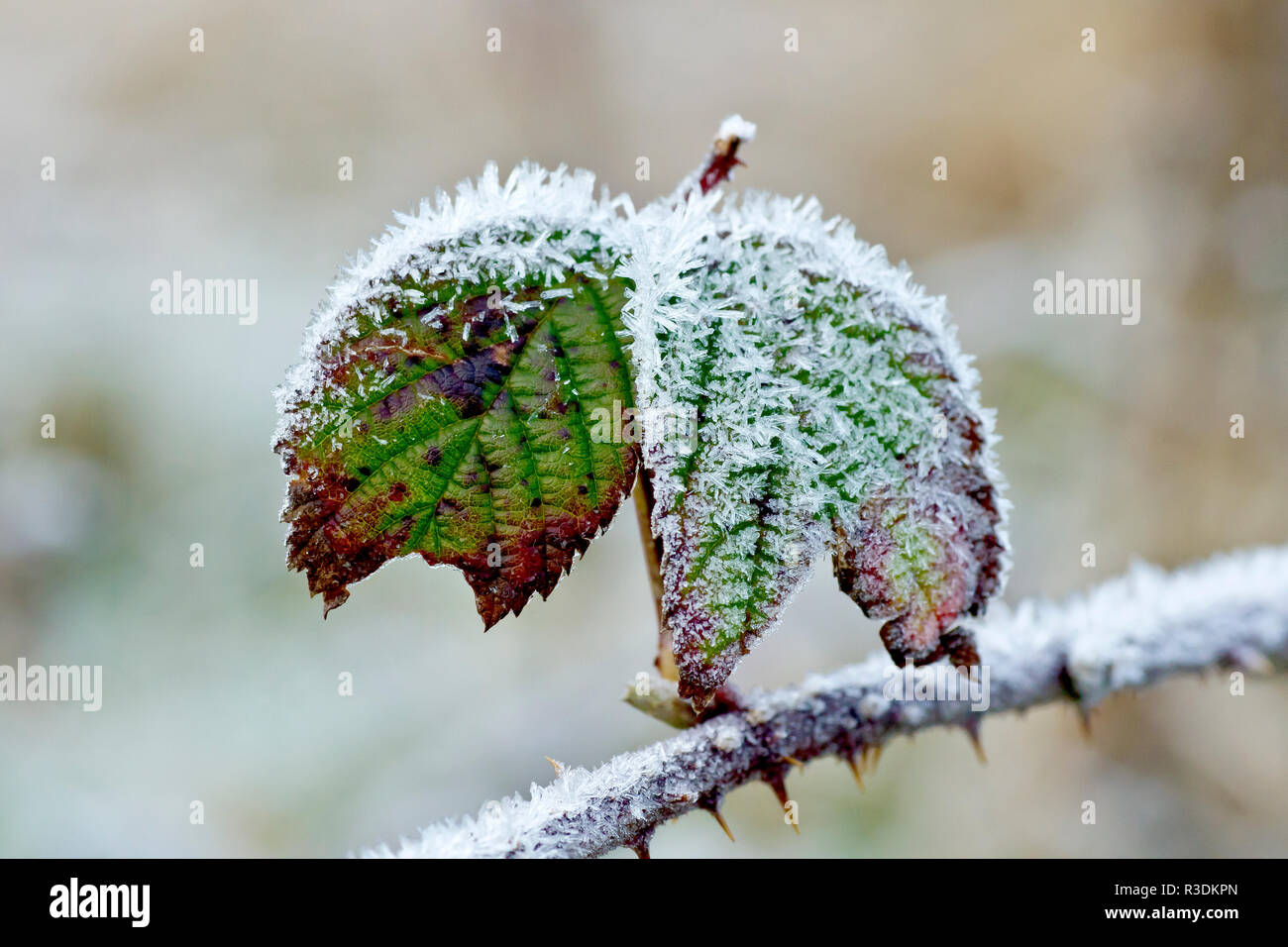 Dornbusch oder Blackberry (rubus fruticosus) Blätter in einem leichten Frost nach einer Nacht unter Null fallen gelassen. Stockfoto