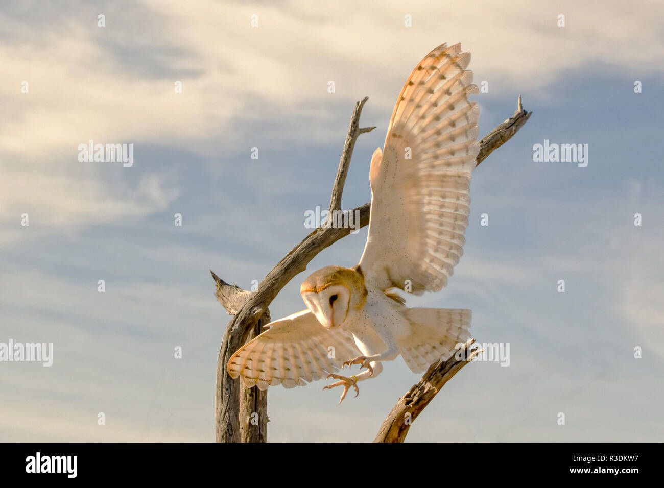 Schleiereule im Flug für eine Landung Stockfoto