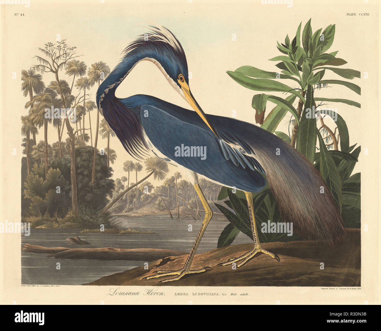 Louisiana Heron. Stand: 1834. Abmessungen: Platte: 52,8 x 66 cm (20 13/16 x 26 in.) Blatt: 68,5 x 101,2 cm (26 15/16 x 39 13/16 in.). Medium: Handcolorierte Kupferstich und Aquatinta auf Whatman webte Papier. Museum: Nationalgalerie, Washington DC. Autor: Robert Havell nach John James Audubon. John James Audubon. ROBERT HAVELL DER JÜNGERE. AUDUBON, John James. Stockfoto