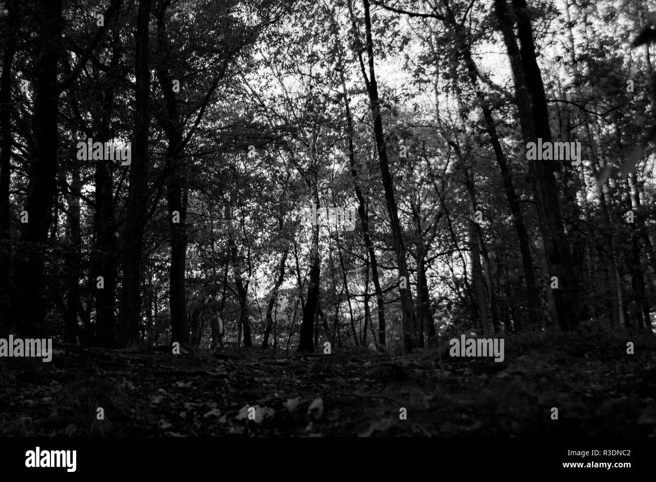 Schwarz-weiß monochrome Hölzer im Herbst Blick nach oben in Slottskogen, Göteborg, Schweden Stockfoto