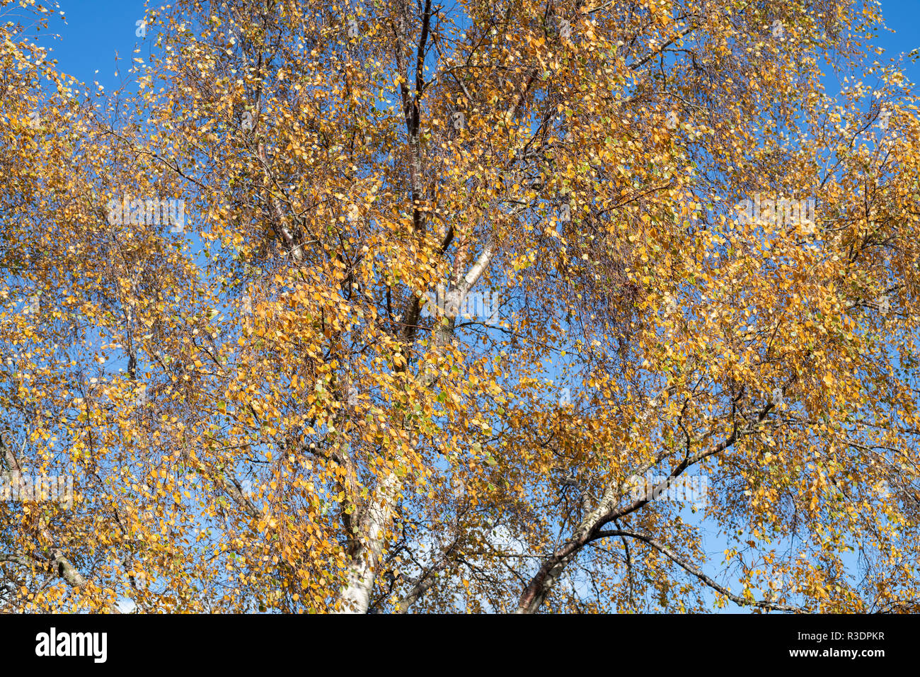 Betula-Pendel. Silber-Birke im Herbst gegen blauen Himmel Stockfoto