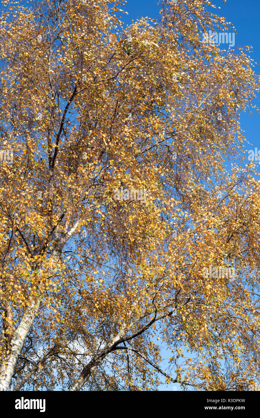 Betula-Pendel. Silber-Birke im Herbst gegen blauen Himmel Stockfoto