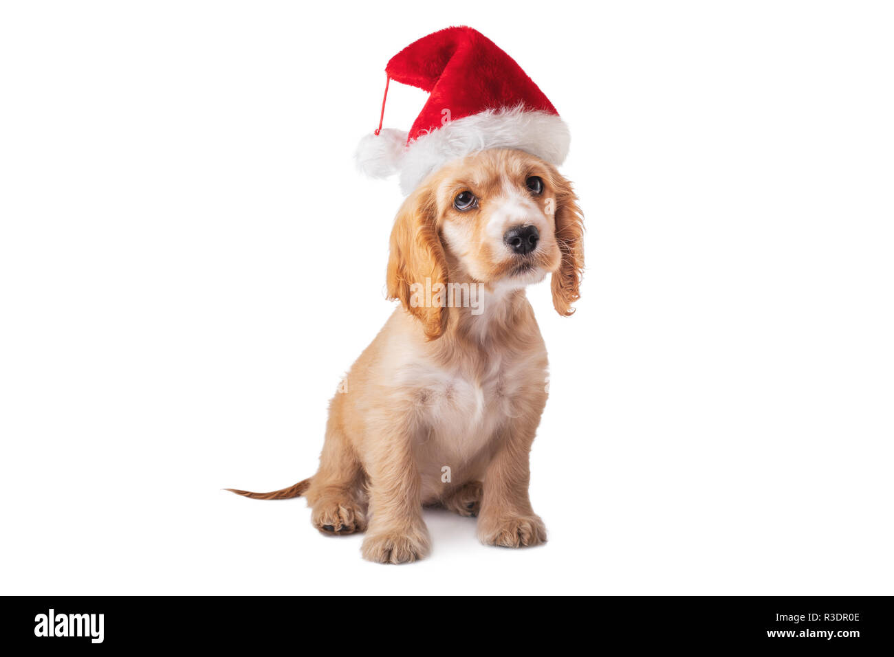 Kleine Welpen Cocker Spaniel hund in Santa Claus Hut auf weißem Hintergrund. Stockfoto