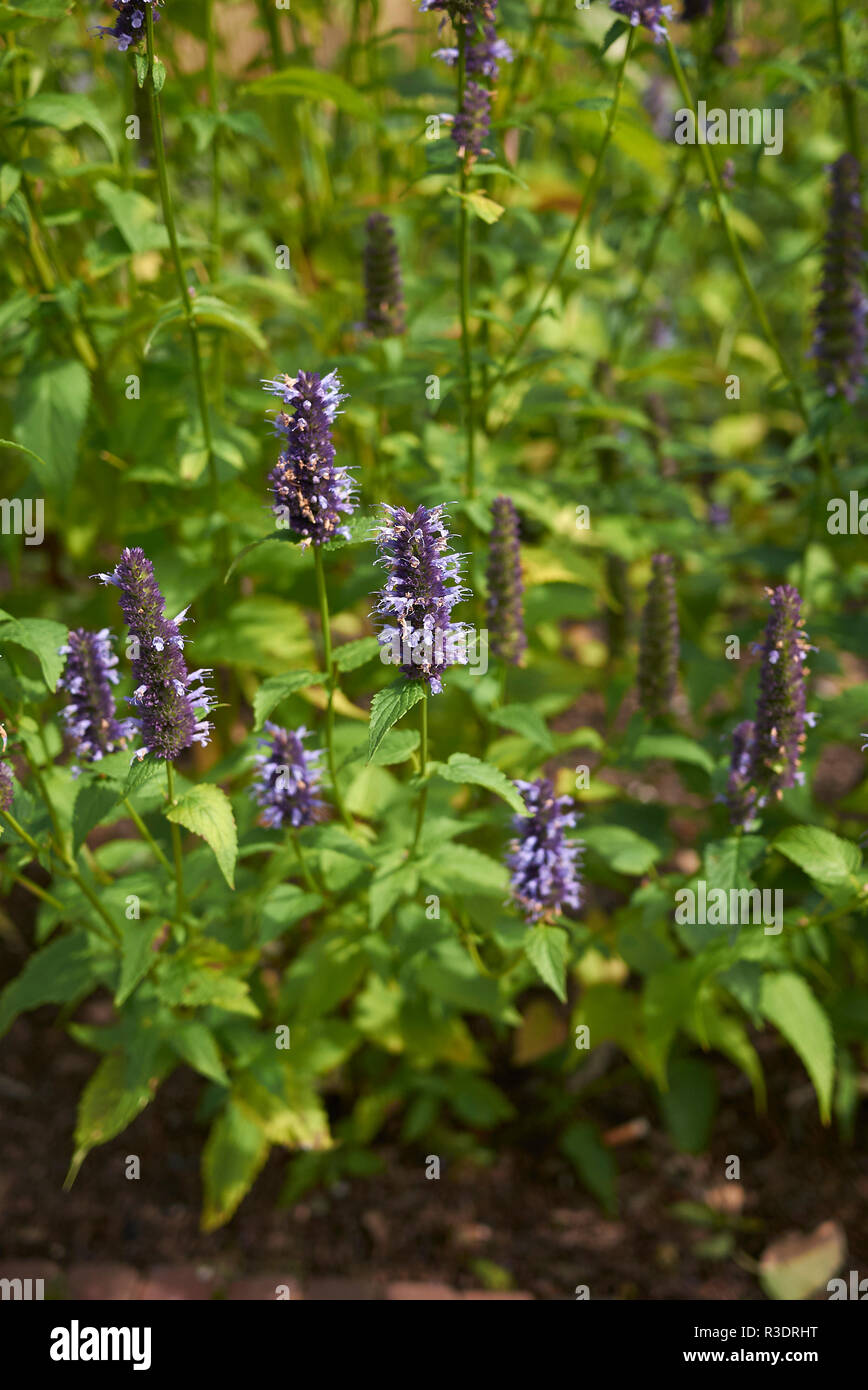 Agastache rugosa in voller Blüte Stockfoto