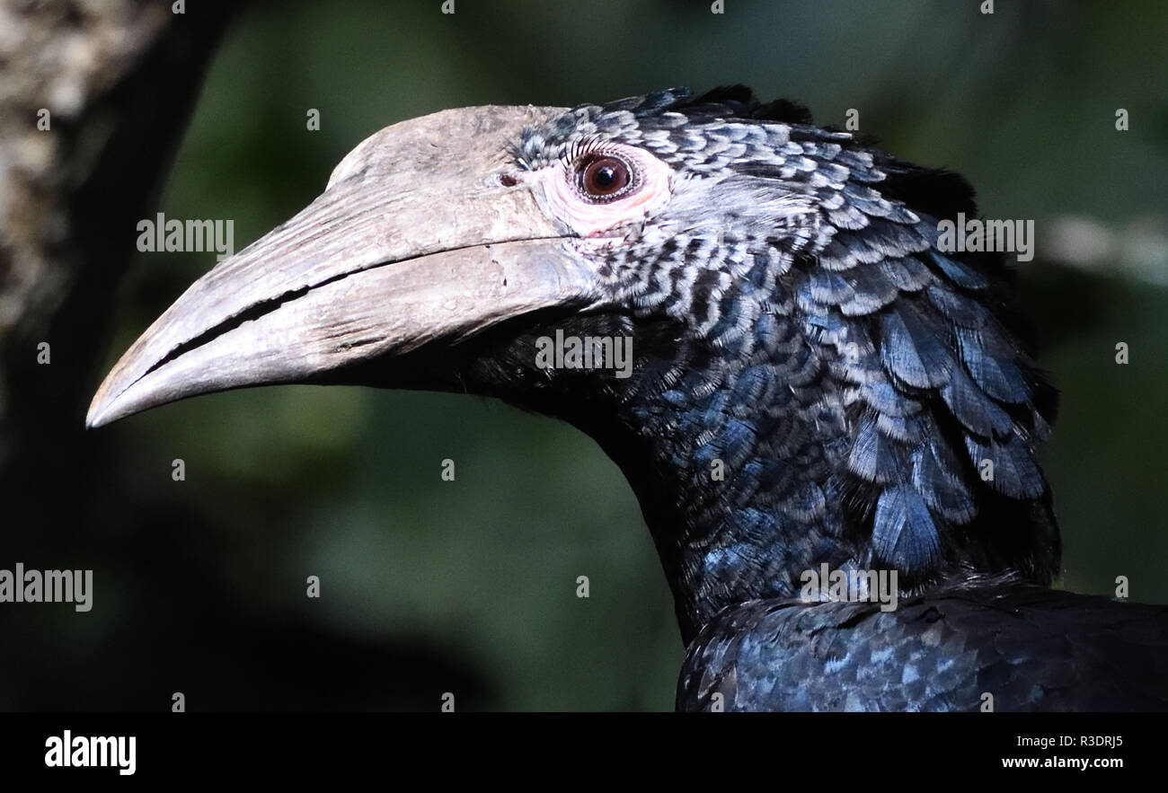 Ein weiblicher schwarz-weiß-kastanierter Hornvogel (Bycanistes subcylindricus) im Wald. Bigodi Wetland Sanctuary, Kibale Forest National Park, Uganda, Stockfoto