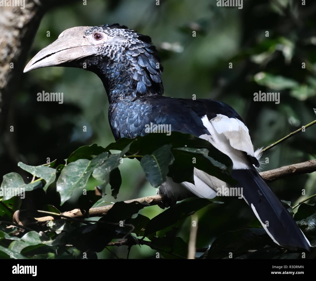 Ein weiblicher schwarz-weiß-kastanierter Hornvogel (Bycanistes subcylindricus) im Wald. Bigodi Wetland Sanctuary, Kibale Forest National Park, Uganda, Stockfoto