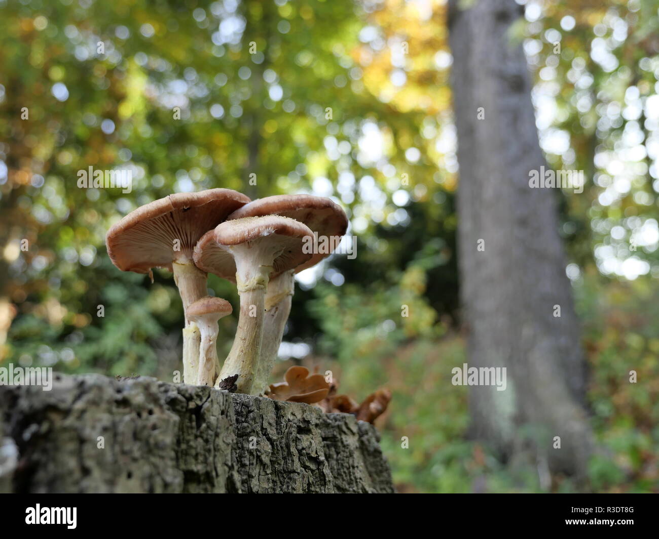 Kleine Gruppe von Pilzen auf einem Baumstumpf gegen einen farbigen Hintergrund Stockfoto
