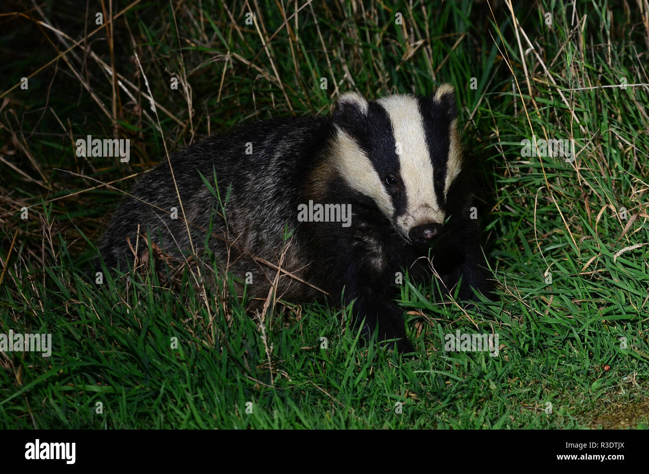 Dachs meles meles Dorset Großbritannien Stockfoto