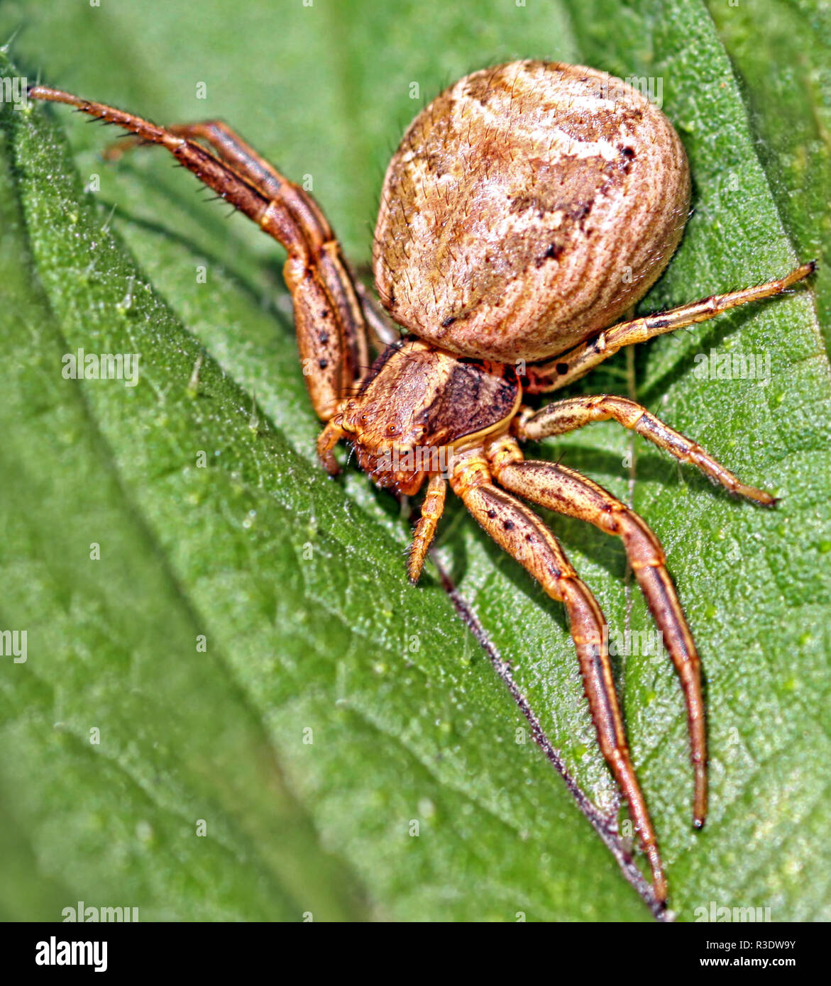 Sumpf crab Spider xysticus Ulmi Stockfoto