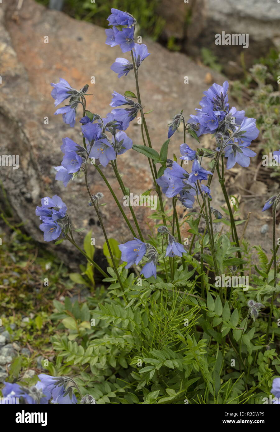 Hohe Jacob's-ladder, Polemonium acutiflorum, in der Blume im Garten. Circum-boreale Arten. Stockfoto