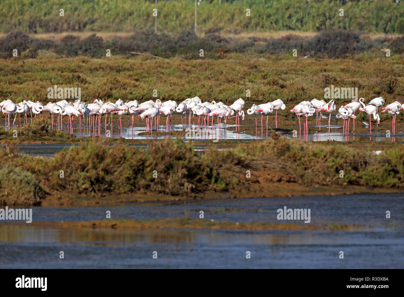 Flamingos in Tavira Stockfoto