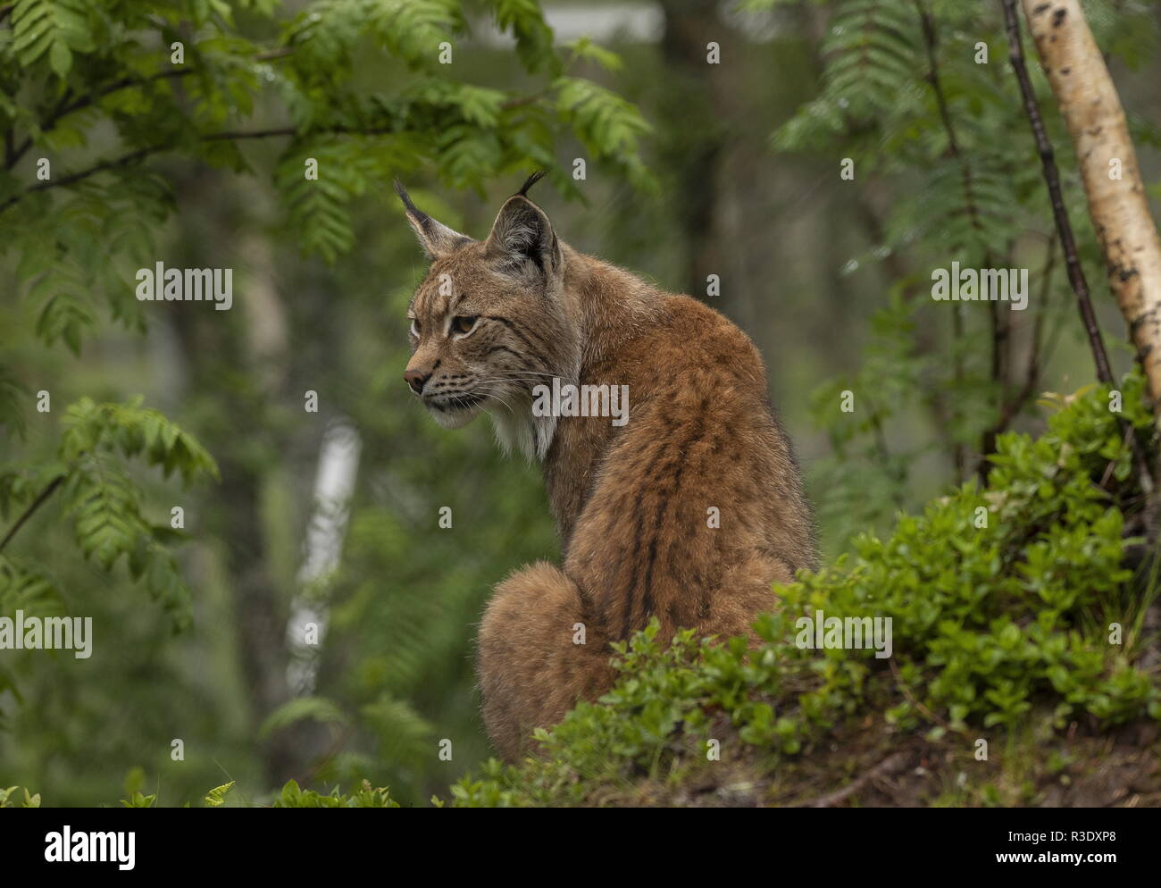 Eurasischen Luchs Lynx lynx, in borealen Wäldern, Skandinavien. Stockfoto
