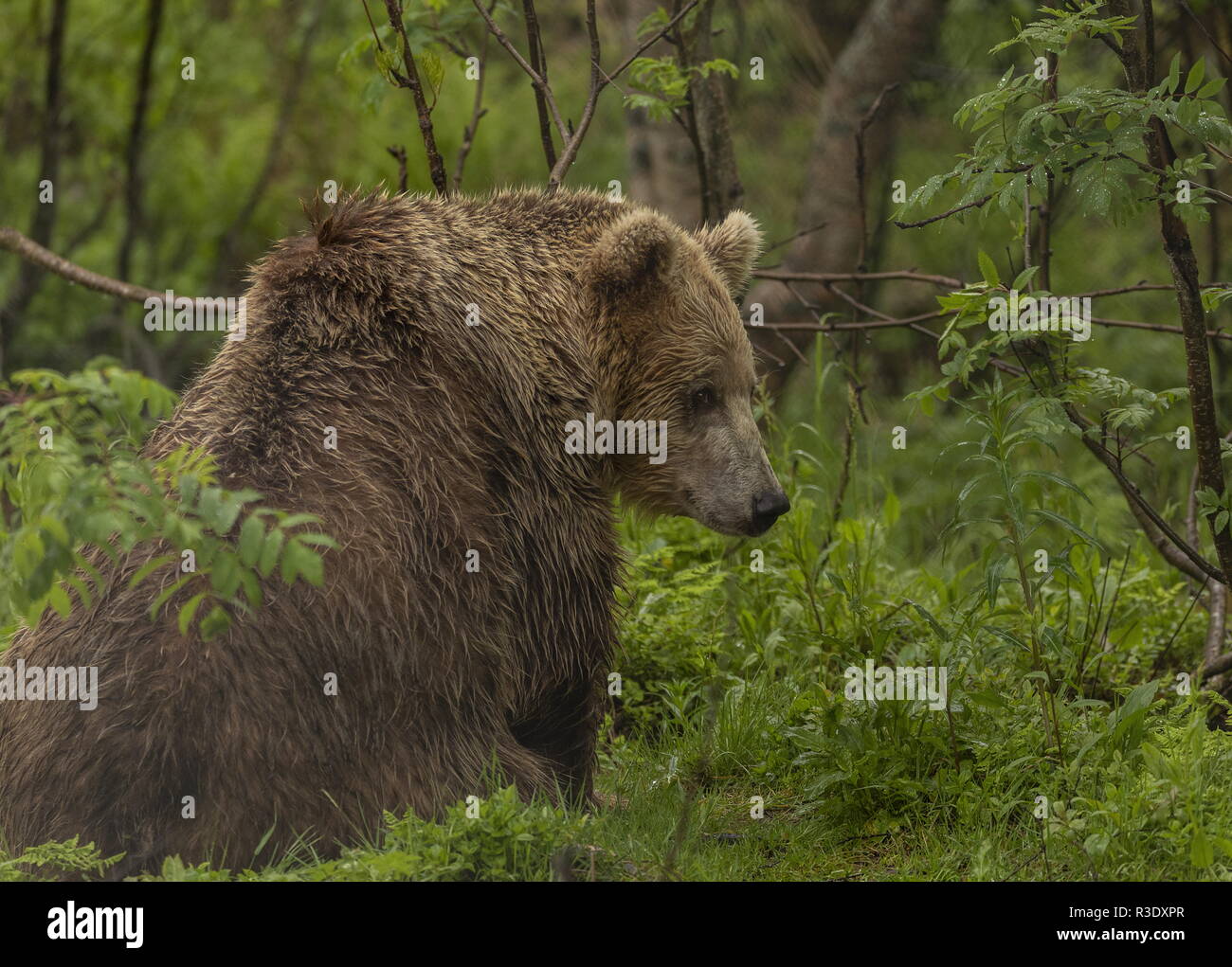 Europäische Braunbär, Ursus arctos arctos, in boreral Waldland, nördlichen Skandinavien. Stockfoto