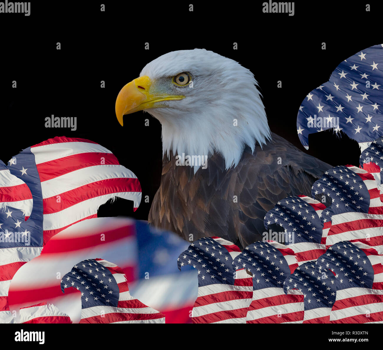 Männlicher Weißkopfadler Haliaeetus leucocephalus Nationales Symbol der Vereinigten Staaten Stockfoto