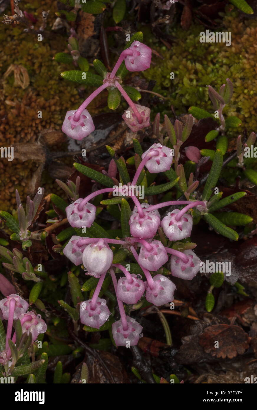 Bog Rosmarin, Andromeda polifolia in Blume in Sphagnum Moor. Stockfoto