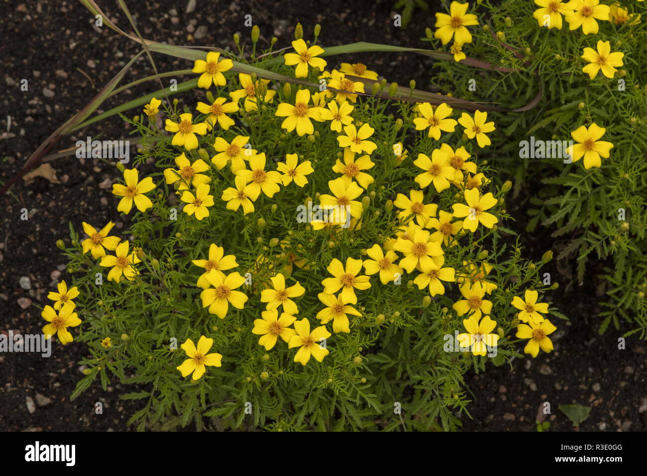 Signet Ringelblume, Tagetes tenuifolia 'Zitrone Juwel", in Anbau; Garten Herkunft. Stockfoto