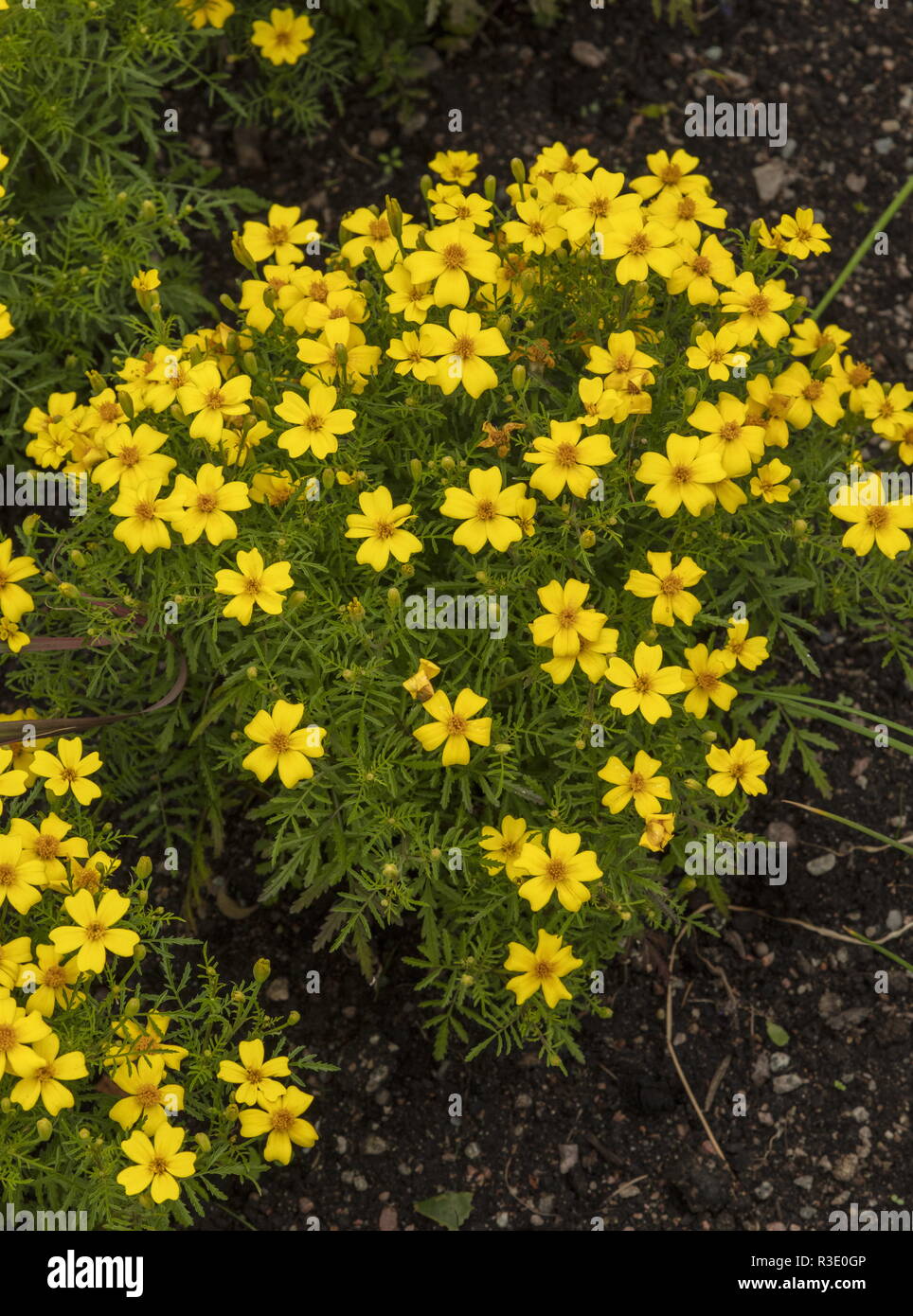 Signet Ringelblume, Tagetes tenuifolia 'Zitrone Juwel", in Anbau; Garten Herkunft. Stockfoto